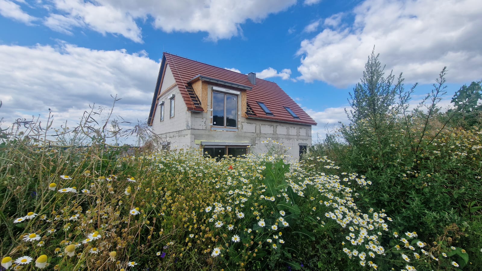 4 dach, okna, stokrotki